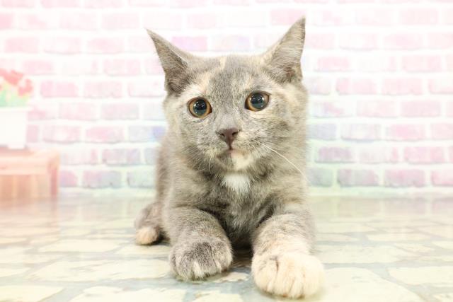 東京都のブリティッシュショートヘアー (Coo&RIKU大久保店/2025年11月14日生まれ/女の子/ブルークリーム)の子猫の1枚目の画像