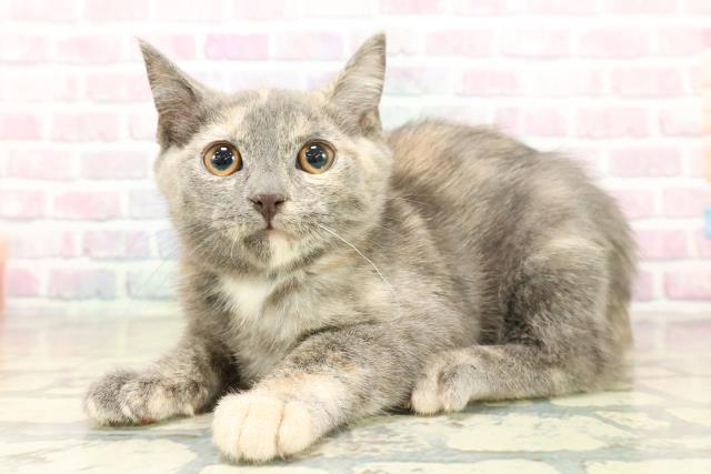 東京都のブリティッシュショートヘアー (Coo&RIKU大久保店/2025年11月14日生まれ/女の子/ブルークリーム)の子猫の2枚目の画像