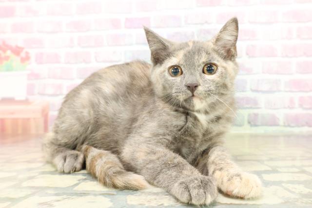 東京都のブリティッシュショートヘアー (Coo&RIKU大久保店/2025年11月14日生まれ/女の子/ブルークリーム)の子猫の3枚目の画像