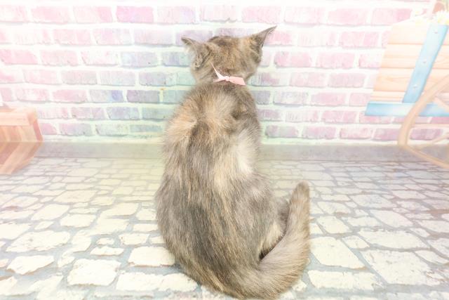 東京都のブリティッシュショートヘアー (Coo&RIKU大久保店/2025年11月14日生まれ/女の子/ブルークリーム)の子猫の4枚目の画像