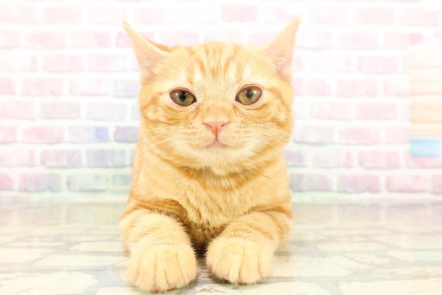 東京都のアメリカンショートヘアー (Coo&RIKU池袋西口店/2025年11月14日生まれ/女の子/レッドタビー)の子猫の1枚目の画像