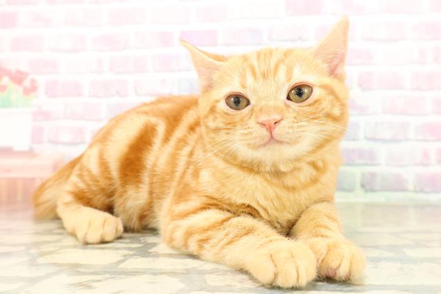 東京都のアメリカンショートヘアー (Coo&RIKU池袋西口店/2025年11月14日生まれ/女の子/レッドタビー)の子猫の3枚目の画像