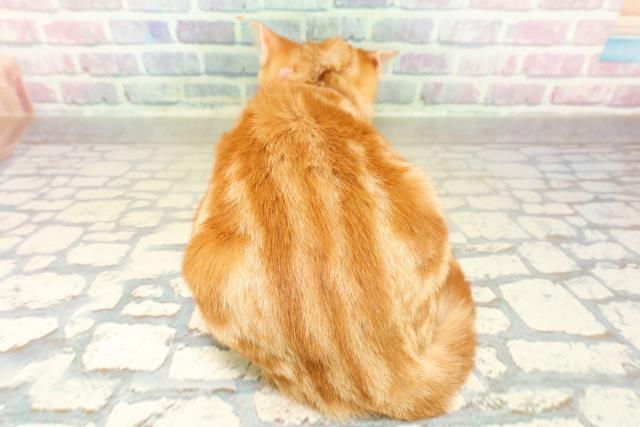 東京都のアメリカンショートヘアー (Coo&RIKU池袋西口店/2025年11月14日生まれ/女の子/レッドタビー)の子猫の4枚目の画像