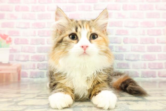 東京都のサイベリアン (Coo&RIKU新小岩店/2025年11月12日生まれ/女の子/ブラウンパッチドタビーホワイト)の子猫の1枚目の画像