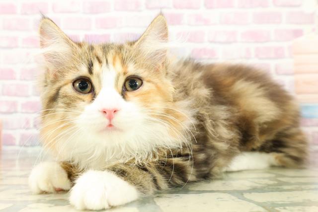 東京都のサイベリアン (Coo&RIKU新小岩店/2025年11月12日生まれ/女の子/ブラウンパッチドタビーホワイト)の子猫の2枚目の画像