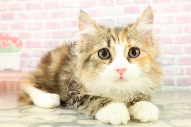 東京都のサイベリアン (Coo&RIKU新小岩店/2025年11月12日生まれ/女の子/ブラウンパッチドタビーホワイト)の子猫の3枚目の画像