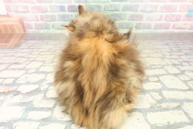 東京都のサイベリアン (Coo&RIKU新小岩店/2025年11月12日生まれ/女の子/ブラウンパッチドタビーホワイト)の子猫の4枚目の画像