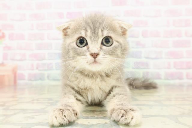 千葉県のスコティッシュフォールド (Coo&RIKUアクロスモール新鎌ケ谷店/2025年11月12日生まれ/女の子/ブルータビー)の子猫の1枚目の画像