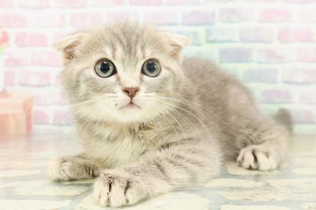 千葉県のスコティッシュフォールド (Coo&RIKUアクロスモール新鎌ケ谷店/2025年11月12日生まれ/女の子/ブルータビー)の子猫の2枚目の画像