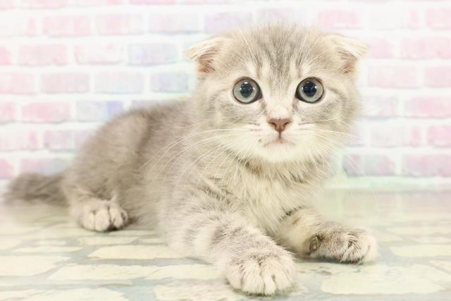 千葉県のスコティッシュフォールド (Coo&RIKUアクロスモール新鎌ケ谷店/2025年11月12日生まれ/女の子/ブルータビー)の子猫の3枚目の画像