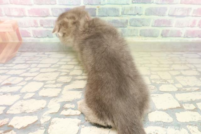 千葉県のスコティッシュフォールド (Coo&RIKUアクロスモール新鎌ケ谷店/2025年11月12日生まれ/女の子/ブルータビー)の子猫の4枚目の画像