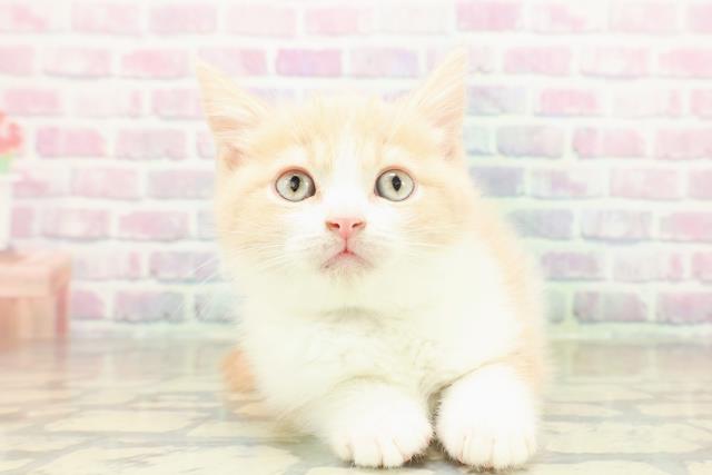 東京都のブリティッシュショートヘアー (Coo&RIKU下北沢店/2025年11月19日生まれ/男の子/クリームホワイト)の子猫の1枚目の画像