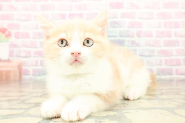 東京都のブリティッシュショートヘアー (Coo&RIKU下北沢店/2025年11月19日生まれ/男の子/クリームホワイト)の子猫の2枚目の画像