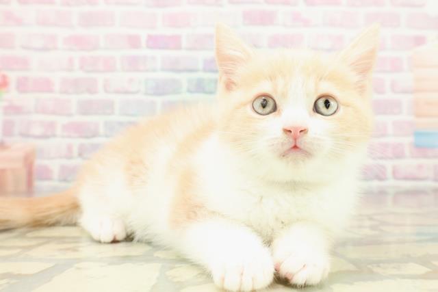 東京都のブリティッシュショートヘアー (Coo&RIKU下北沢店/2025年11月19日生まれ/男の子/クリームホワイト)の子猫の3枚目の画像