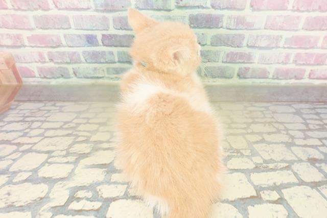 東京都のブリティッシュショートヘアー (Coo&RIKU下北沢店/2025年11月19日生まれ/男の子/クリームホワイト)の子猫の4枚目の画像