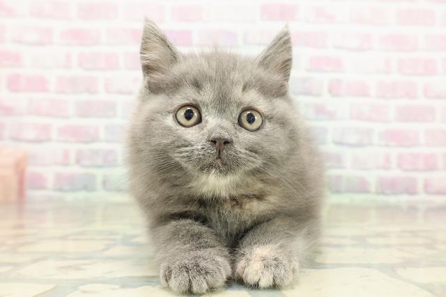 東京都のブリティッシュショートヘアー (Coo&RIKU高円寺店/2025年11月19日生まれ/女の子/ブルークリーム)の子猫の1枚目の画像