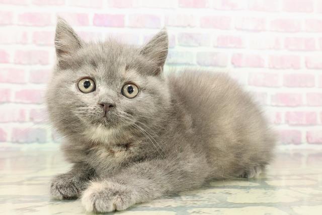 東京都のブリティッシュショートヘアー (Coo&RIKU高円寺店/2025年11月19日生まれ/女の子/ブルークリーム)の子猫の2枚目の画像