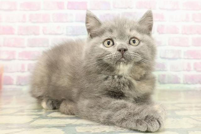 東京都のブリティッシュショートヘアー (Coo&RIKU高円寺店/2025年11月19日生まれ/女の子/ブルークリーム)の子猫の3枚目の画像