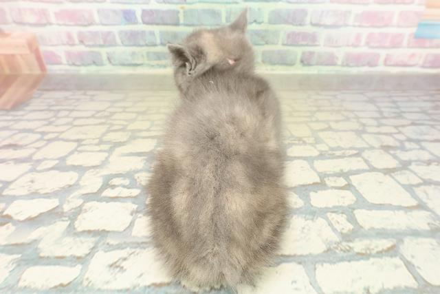東京都のブリティッシュショートヘアー (Coo&RIKU高円寺店/2025年11月19日生まれ/女の子/ブルークリーム)の子猫の4枚目の画像