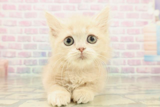 東京都のミヌエット (Coo&RIKU秋葉原店/2025年10月29日生まれ/女の子/クリームタビー)の子猫の1枚目の画像