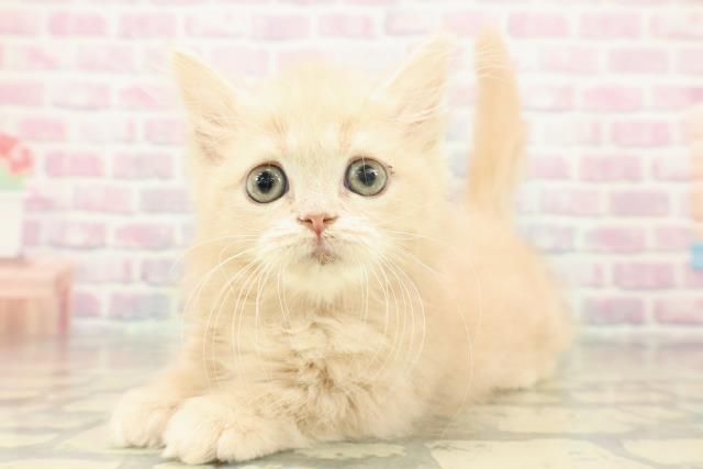 東京都のミヌエット (Coo&RIKU秋葉原店/2025年10月29日生まれ/女の子/クリームタビー)の子猫の2枚目の画像