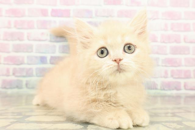 東京都のミヌエット (Coo&RIKU秋葉原店/2025年10月29日生まれ/女の子/クリームタビー)の子猫の3枚目の画像