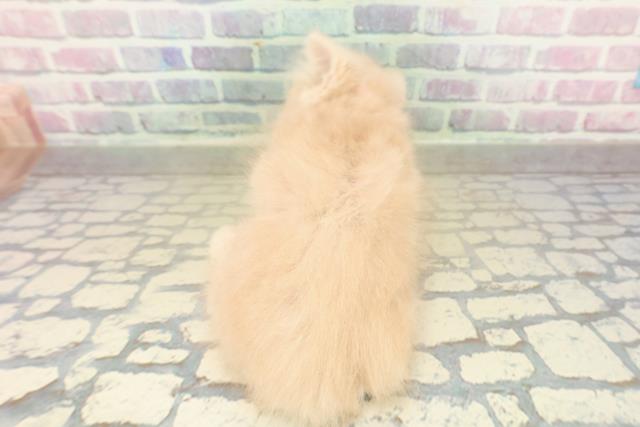 東京都のミヌエット (Coo&RIKU秋葉原店/2025年10月29日生まれ/女の子/クリームタビー)の子猫の4枚目の画像