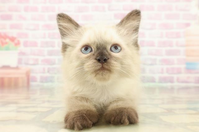 東京都のヒマラヤン (Coo&RIKU武蔵小山店/2025年11月11日生まれ/男の子/シールポイント)の子猫