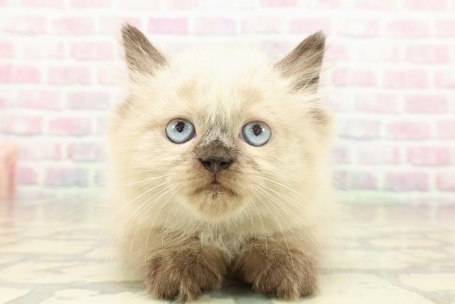 東京都のヒマラヤン (Coo&RIKU浅草店/2025年11月11日生まれ/男の子/シールポイント)の子猫の1枚目の画像