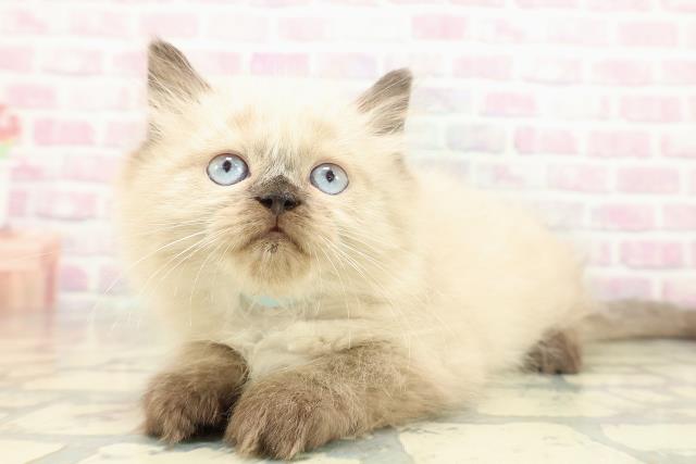東京都のヒマラヤン (Coo&RIKU浅草店/2025年11月11日生まれ/男の子/シールポイント)の子猫の2枚目の画像