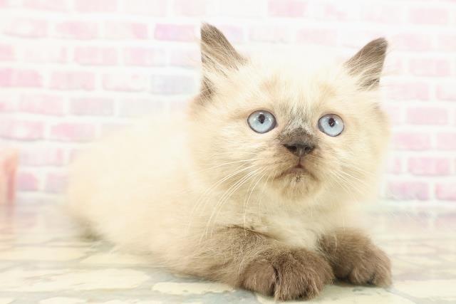 東京都のヒマラヤン (Coo&RIKU浅草店/2025年11月11日生まれ/男の子/シールポイント)の子猫の3枚目の画像