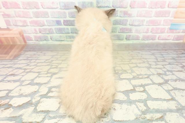 東京都のヒマラヤン (Coo&RIKU浅草店/2025年11月11日生まれ/男の子/シールポイント)の子猫の4枚目の画像