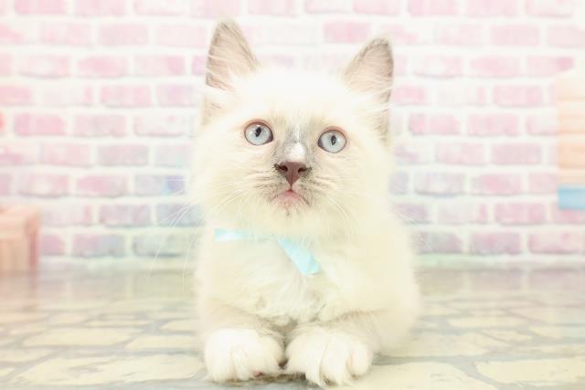 東京都のラグドール (Coo&RIKU足立本店/2025年11月17日生まれ/男の子/ブルーポイントミテッド)の子猫の1枚目の画像