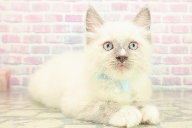 東京都のラグドール (Coo&RIKU足立本店/2025年11月17日生まれ/男の子/ブルーポイントミテッド)の子猫の3枚目の画像