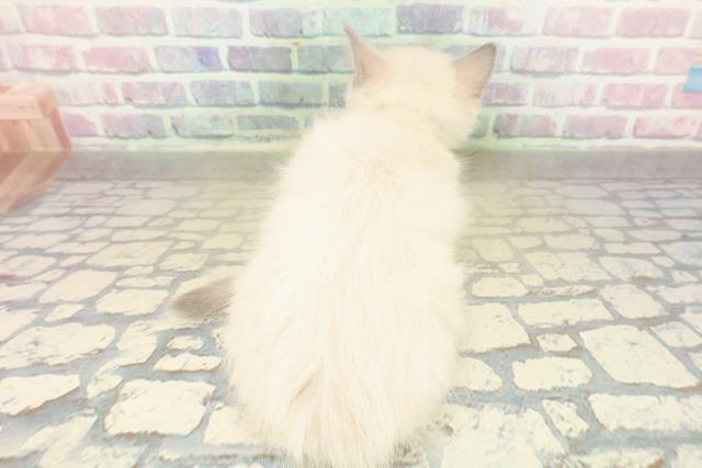 東京都のラグドール (Coo&RIKU足立本店/2025年11月17日生まれ/男の子/ブルーポイントミテッド)の子猫の4枚目の画像