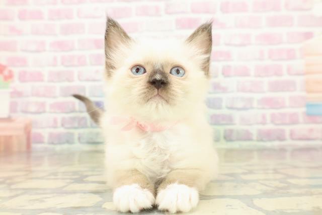 埼玉県のラグドール (Coo&RIKU春日部店/2025年11月17日生まれ/女の子/シールポイントミテッド)の子猫の1枚目の画像