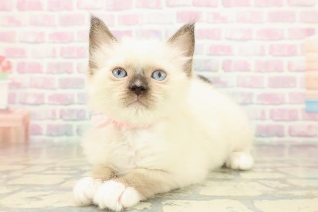 埼玉県のラグドール (Coo&RIKU春日部店/2025年11月17日生まれ/女の子/シールポイントミテッド)の子猫の2枚目の画像