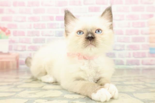 埼玉県のラグドール (Coo&RIKU春日部店/2025年11月17日生まれ/女の子/シールポイントミテッド)の子猫の3枚目の画像