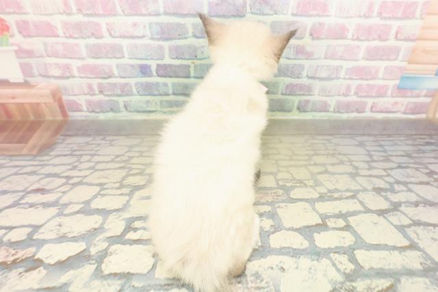 埼玉県のラグドール (Coo&RIKU春日部店/2025年11月17日生まれ/女の子/シールポイントミテッド)の子猫の4枚目の画像