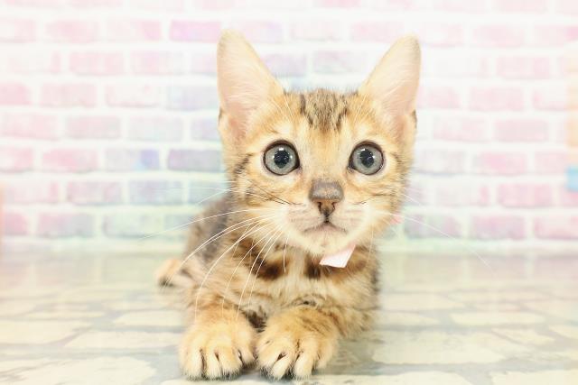 東京都のベンガル (Coo&RIKU池袋西口店/2025年10月30日生まれ/女の子/ブラウンスポットタビー)の子猫の1枚目の画像