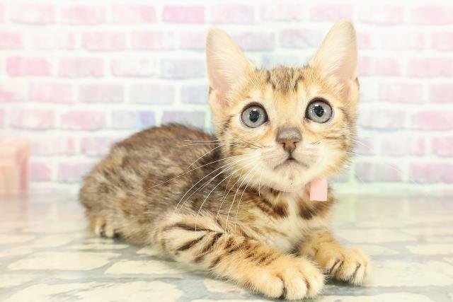 東京都のベンガル (Coo&RIKU池袋西口店/2025年10月30日生まれ/女の子/ブラウンスポットタビー)の子猫の3枚目の画像