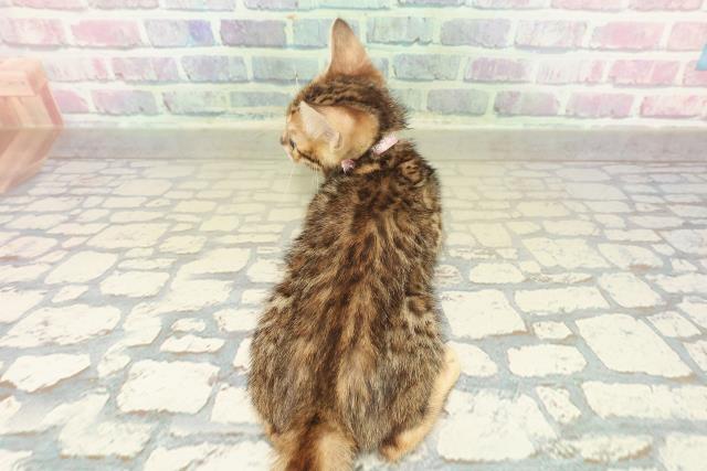 東京都のベンガル (Coo&RIKU池袋西口店/2025年10月30日生まれ/女の子/ブラウンスポットタビー)の子猫の4枚目の画像