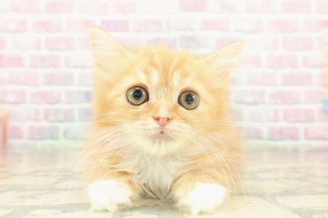 東京都のラガマフィン (Coo&RIKU足立本店/2025年11月2日生まれ/女の子/レッドタビーホワイト)の子猫の1枚目の画像