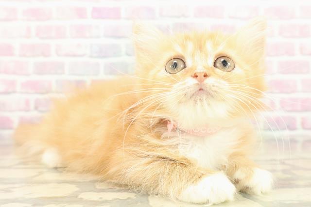 東京都のラガマフィン (Coo&RIKU足立本店/2025年11月2日生まれ/女の子/レッドタビーホワイト)の子猫の3枚目の画像