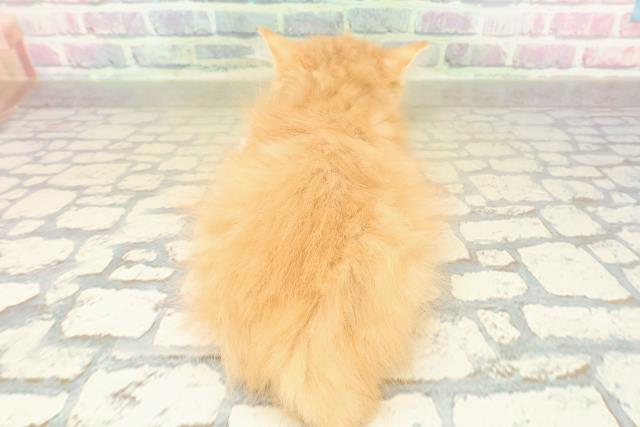 東京都のラガマフィン (Coo&RIKU足立本店/2025年11月2日生まれ/女の子/レッドタビーホワイト)の子猫の4枚目の画像