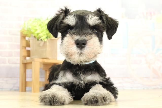 ミニチュア・シュナウザー