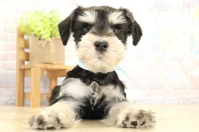 ミニチュア・シュナウザー