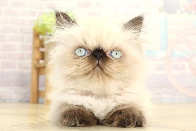 愛知県のヒマラヤン (Coo&RIKU岡崎店/2025年11月15日生まれ/女の子/シールポイント)の子猫の1枚目の画像