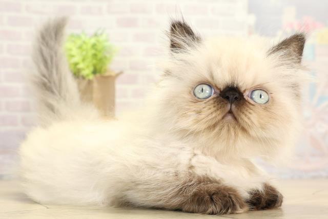 愛知県のヒマラヤン (Coo&RIKU岡崎店/2025年11月15日生まれ/女の子/シールポイント)の子猫の2枚目の画像