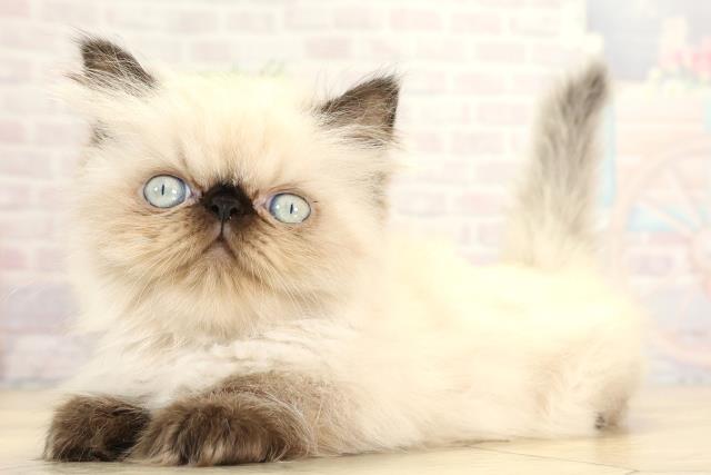 愛知県のヒマラヤン (Coo&RIKU岡崎店/2025年11月15日生まれ/女の子/シールポイント)の子猫の3枚目の画像